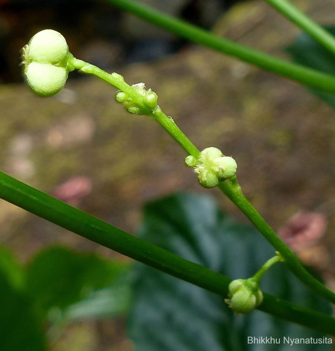 Micrococca oligandra (Müll.Arg.) Prain